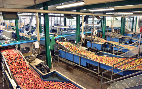Tablou pe pânză transport of freshly harvested apples in a food factory for sale