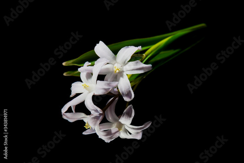White fresh flower on a black background with reflection.