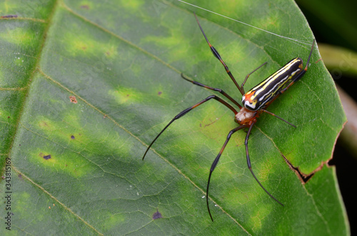 close up image of a Golden Silk Orb-weaver Spider - Nephila pilipes