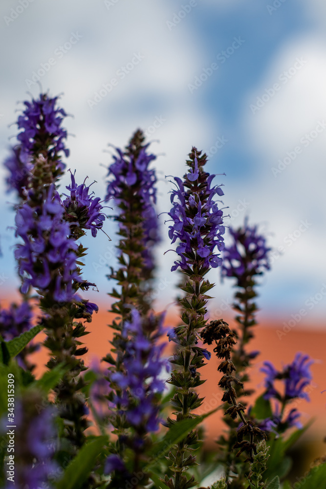 Fototapeta premium lavender flowers 
