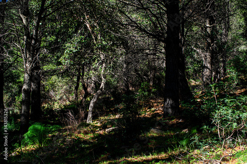Landscape of a forest of trees in the Autumn of Sardinia © arietedorato73