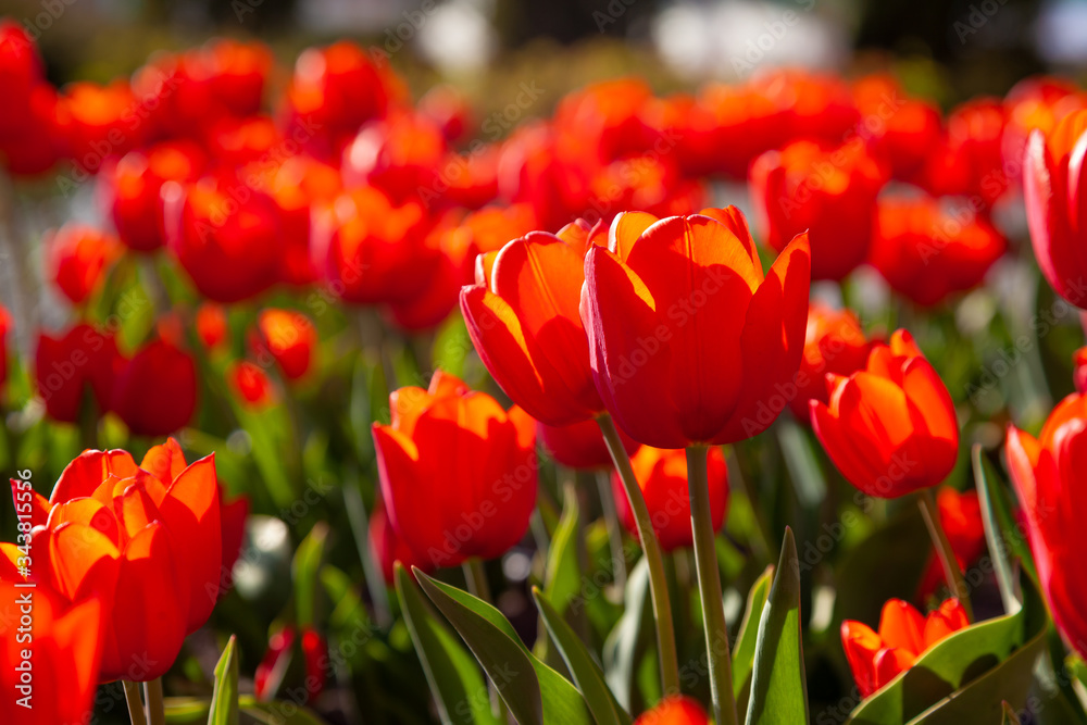 Red tulips background. Beautiful tulip in the meadow. Flower bud in spring in the sunlight. Flowerbed with flowers. Tulip close-up. Red flower Closeup Red tulips background. Beautiful tulip in the meadow. Flower bud in spring in the sunlight. Flowerbed with flowers. Tulip close-up. Red flower Closeup