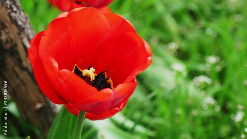 Close-up, a red, scarlet, blooming tulip bud sways in the wind. Spring. Close-up, a red, scarlet, blooming tulip bud sways in the wind. Spring.