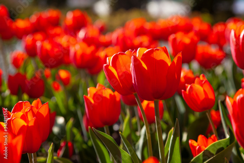 Red tulips background. Beautiful tulip in the meadow. Flower bud in spring in the sunlight. Flowerbed with flowers. Tulip close-up. Red flower Closeup