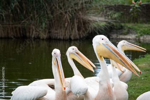 Pelicans at Lake Tisza