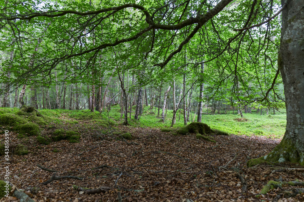 interior of a Scottish forest with abundant green vegetation and trees, during the spring interior of a Scottish forest with abundant green vegetation and trees, during the spring