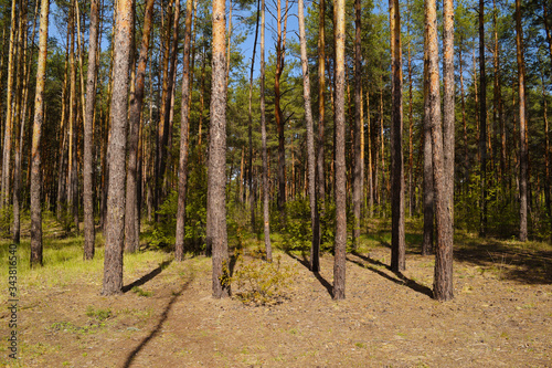 View of a beautiful spring pine forest. Nature