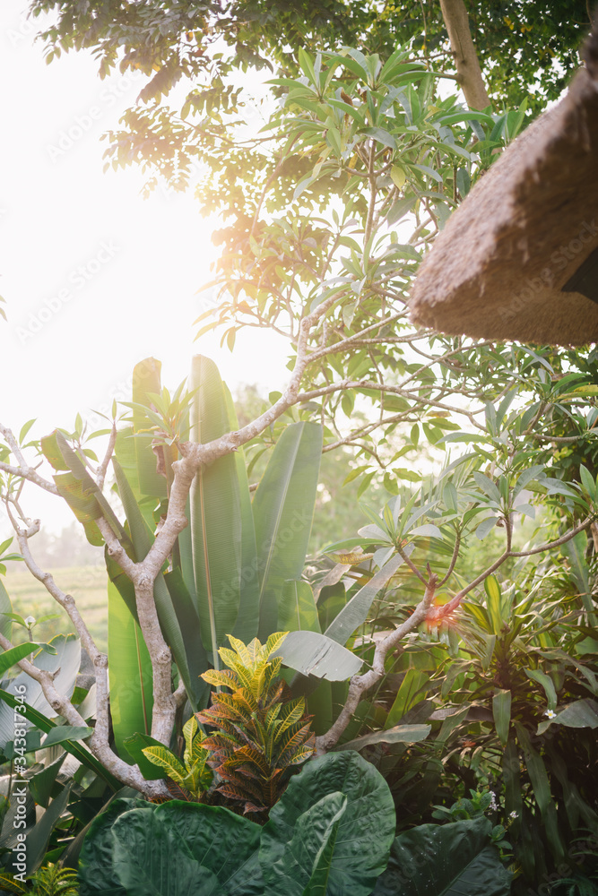 Obraz premium Die Abendsonne im Dschungel in Ubud Bali Indonesien Palmen