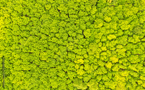 Aerial top view of Yellow trees in forest background