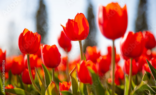 Red tulips background. Beautiful tulip in the meadow. Flower bud in spring in the sunlight. Flowerbed with flowers. Tulip close-up. Red flower