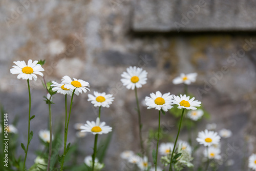 Fototapeta Naklejka Na Ścianę i Meble -  close-up of white daisies in the meadow
