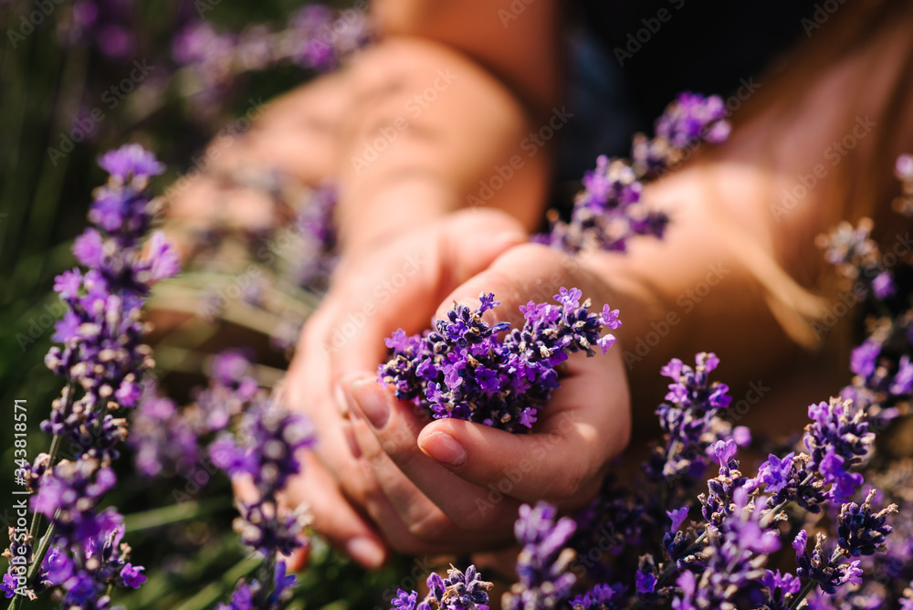 Hands of beautiful girl hold purple lavender in field. Girl hands collect lavender. Woman in the lavender field. Enjoy the floral glade, summer. Down view. Close up Hands of beautiful girl hold purple lavender in field. Girl hands collect lavender. Woman in the lavender field. Enjoy the floral glade, summer. Down view. Close up
