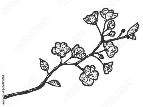 A branch of cherry blossoms. Sketch scratch board imitation.