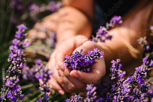 Hands of beautiful girl hold purple lavender in field. Girl hands collect lavender. Woman in the lavender field. Enjoy the floral glade, summer. Down view. Close up
