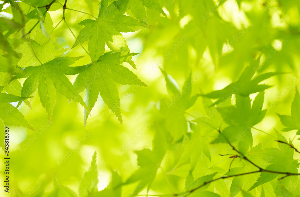 新緑のイメージ