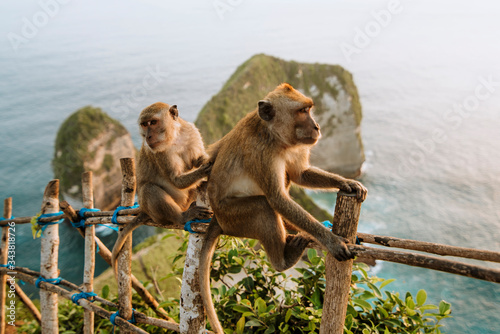 kelingking beach monkeys © Daniel Carpio