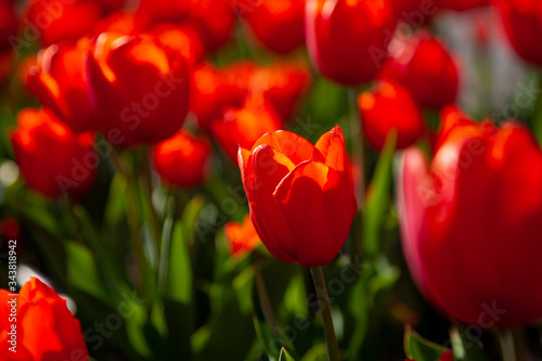 Red tulips background. Beautiful tulip in the meadow. Flower bud in spring in the sunlight. Flowerbed with flowers. Tulip close-up. Red flower