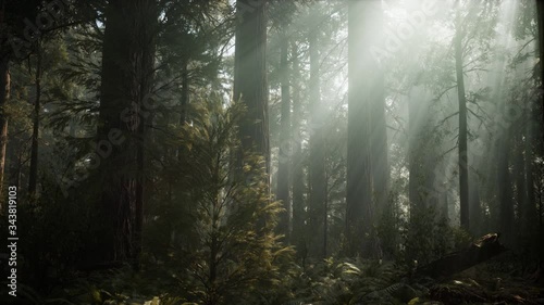 Sequoia National Park under the fog mist clouds fantasy. Sequoia Redwood Forest