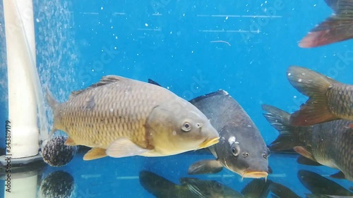 Fishes diving under water close up photo