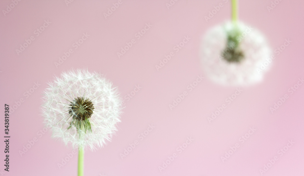 poster with faded dandelion on a delicate pink background