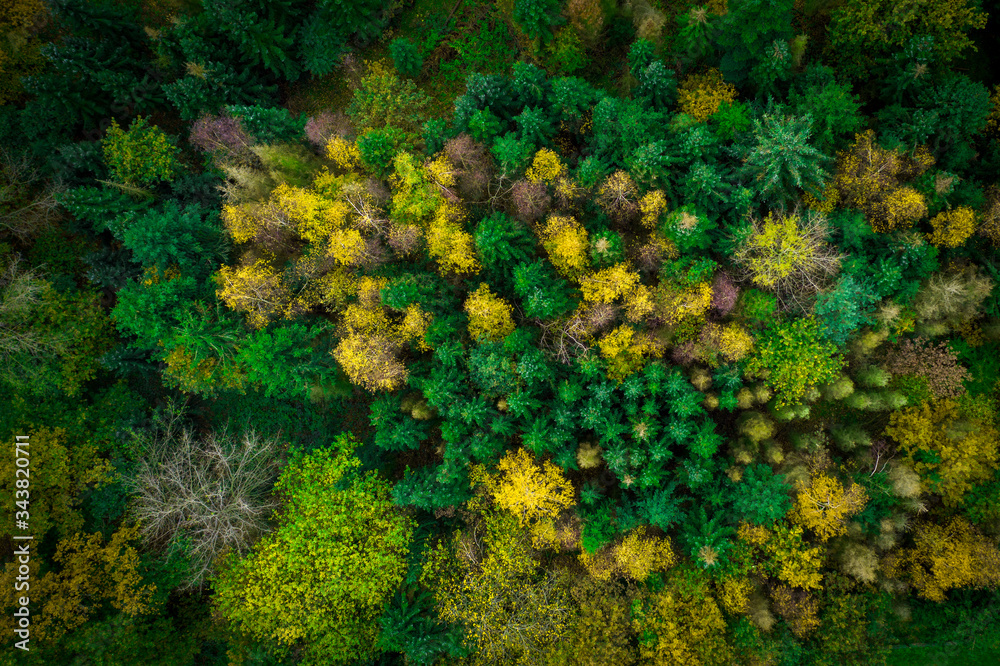 Wald Drohne Drohnenaufnahme von oben Wald Drohne Drohnenaufnahme von oben