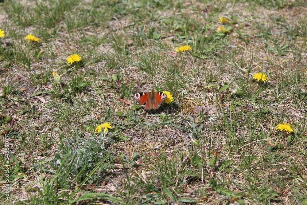 A peacock eye butterfly Aglais sits on the grass with its wings spread close up A peacock eye butterfly Aglais sits on the grass with its wings spread close up