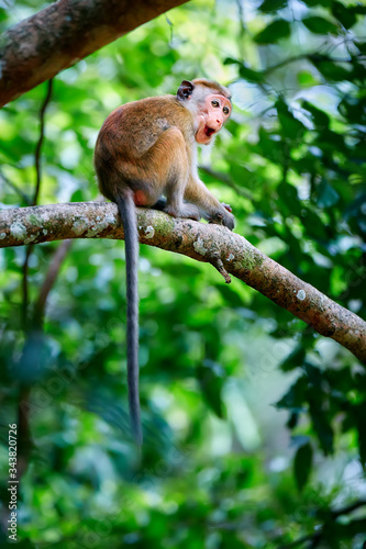 Young monkey sitting on a tree. Toque macaque (Macaca sinica) in Wilpattu. Wildlife scene from Sri Lanka.