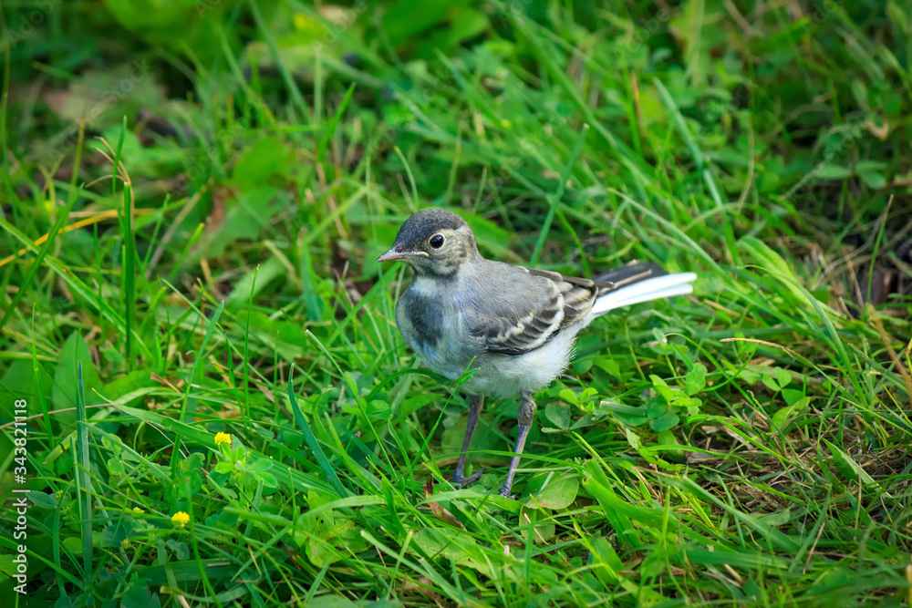 Bird chick in green grass. Motacilla alba young bird in nature. Bird chick in green grass. Motacilla alba young bird in nature.