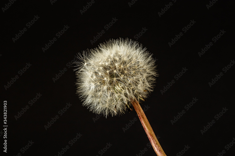 Fototapeta premium dandelion on black background