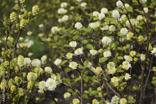 Fothergilla Gardenii or Dwarf Witch Alder shrub with fragrant, beautiful, white, puffy spring flowers.
