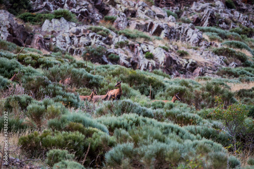 Chamois in Porte Puymorens, Capcir mountains, Pyrenees, France photo