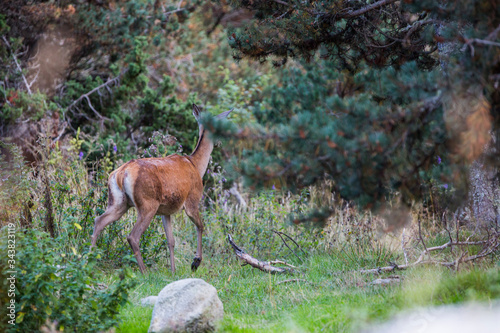 Fototapeta Naklejka Na Ścianę i Meble -  Deer in Capcir forest, Cerdagne, France