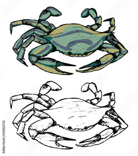 Drawing of swimming crab Portunidae. Set of contour and color elements isolated on white. Hand drawn vector illustration in vintage, realistic, engraving style. For design, decor, card, print, sticker