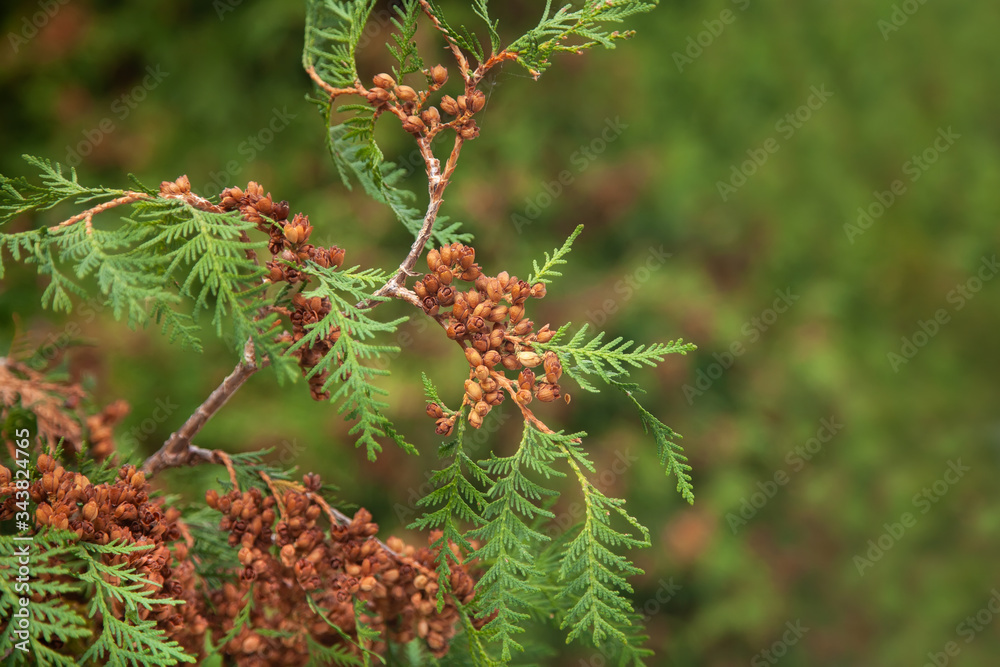 Thuja twig with small cones