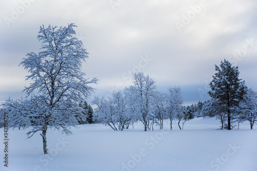 Snow trees and forest in Nuorgam, Lapland, Finland © Alberto Gonzalez 