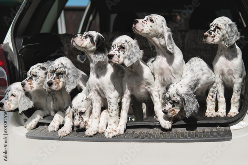 Many dogs are sitting in the trunk of the car. Puppies of the Setter. Transportation of animals. Breeder takes the hunting puppy to the veterinary clinic for vaccination