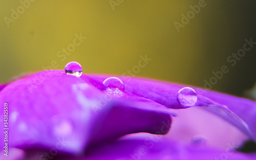 water drops on purple flower