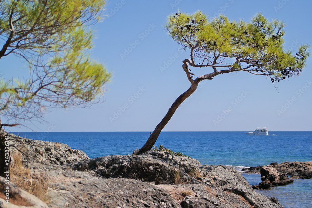 tree on olympus beach in antalya