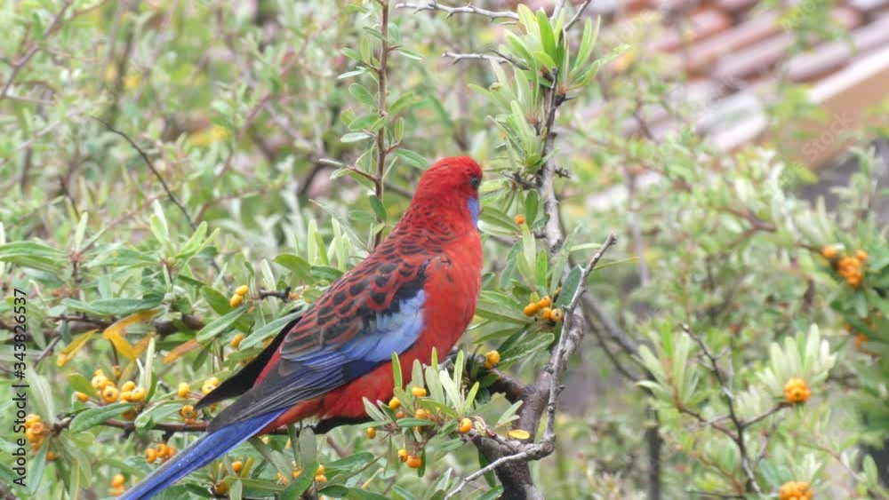 Wild Crimson Rosella eating berries from a tree in a backyard Wild Crimson Rosella eating berries from a tree in a backyard