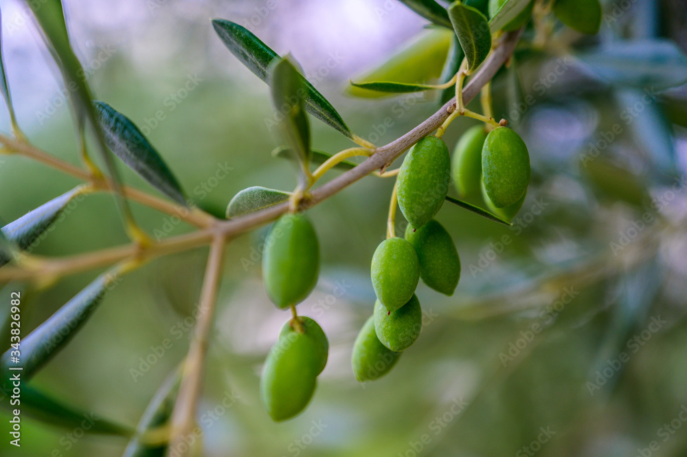 Olive Tree Leaves Closeup in a field in Greece for olive oil production. Mediterranean food. Olive Tree Leaves Closeup in a field in Greece for olive oil production. Mediterranean food.