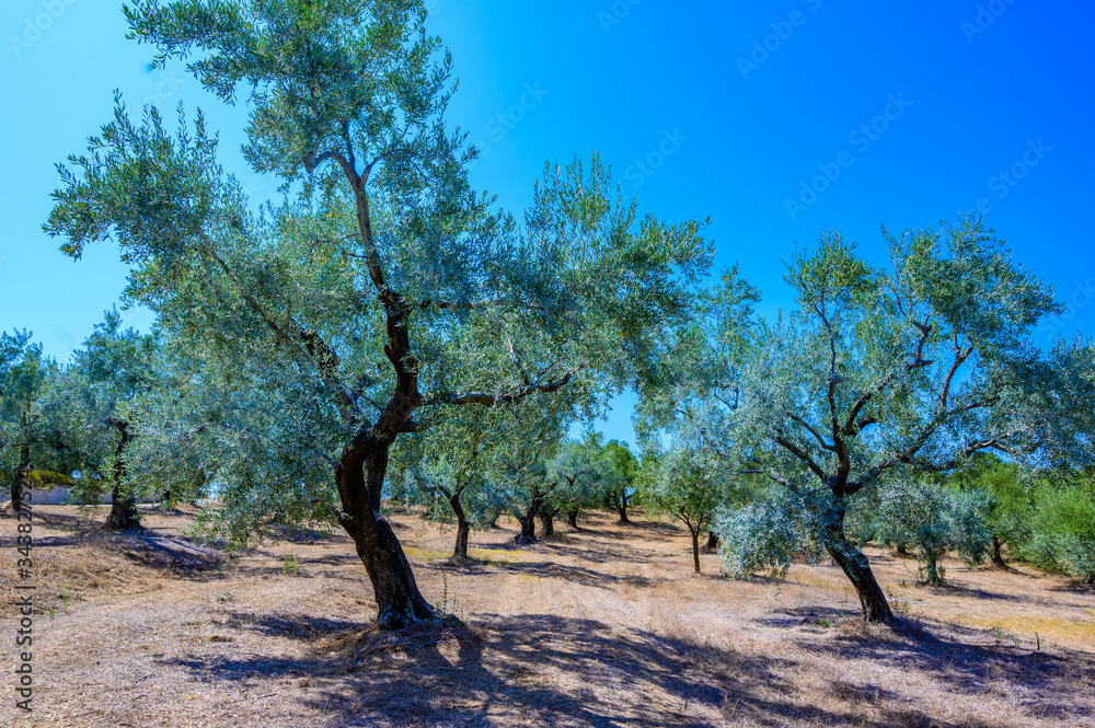 Olive Tree Leaves Closeup in a field in Greece for olive oil production. Mediterranean food. Olive Tree Leaves Closeup in a field in Greece for olive oil production. Mediterranean food.