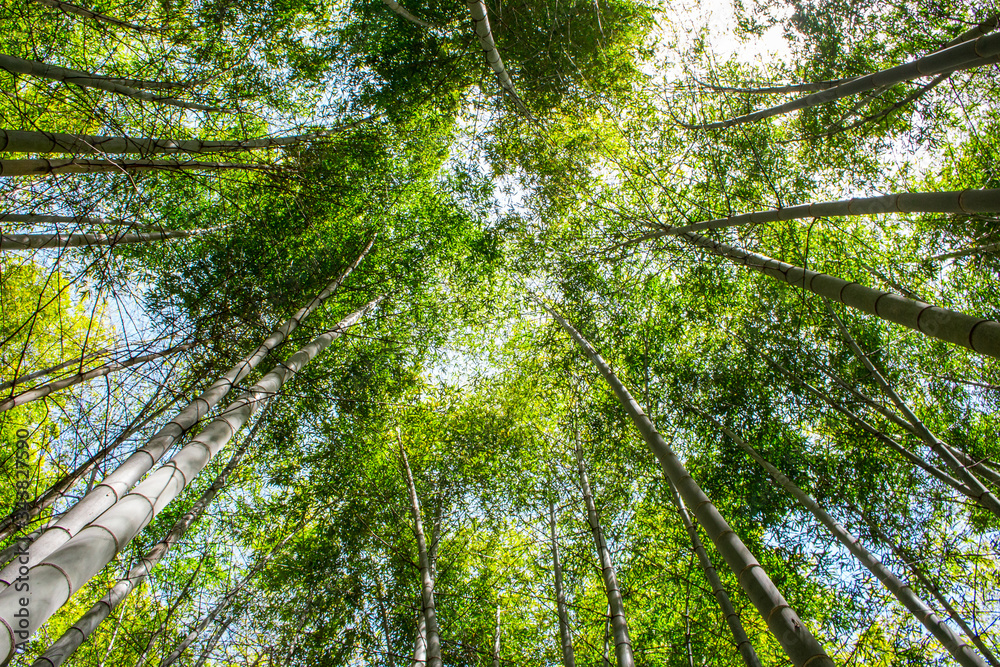 Naklejka premium Low angle view of beautiful bamboo trees in bamboo grove forest in sunny day in Nankan, Tamana, Kumamoto, Japan.