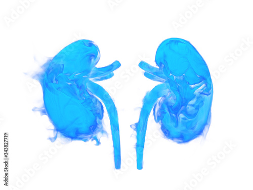 Illustration of human kidneys.