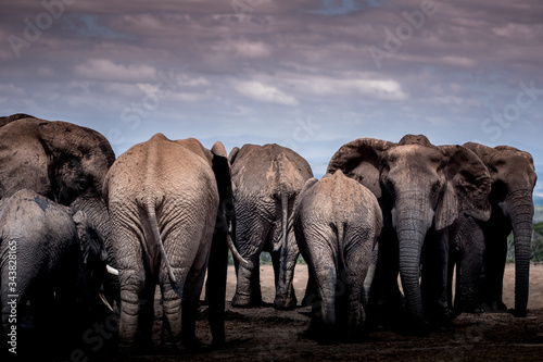 elephants at a waterhole