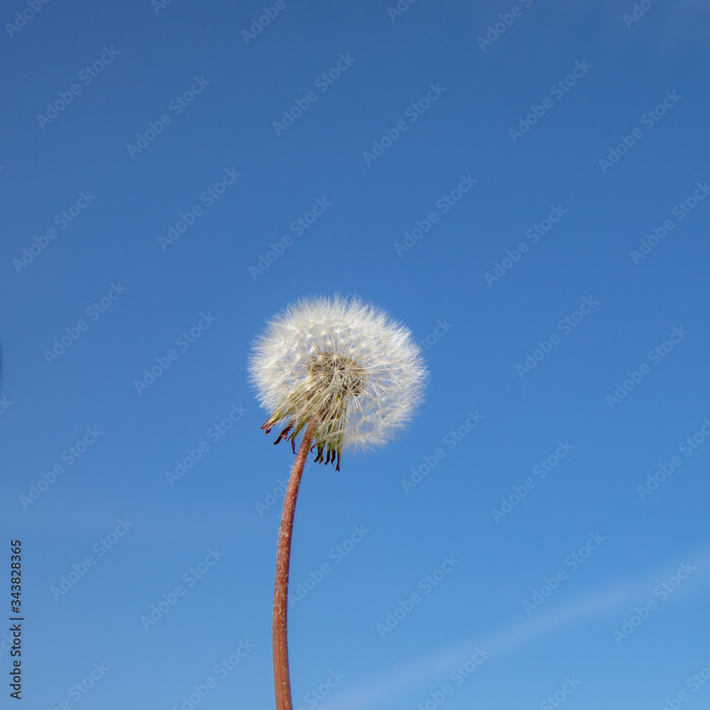 dandelion on blue sky background dandelion on blue sky background