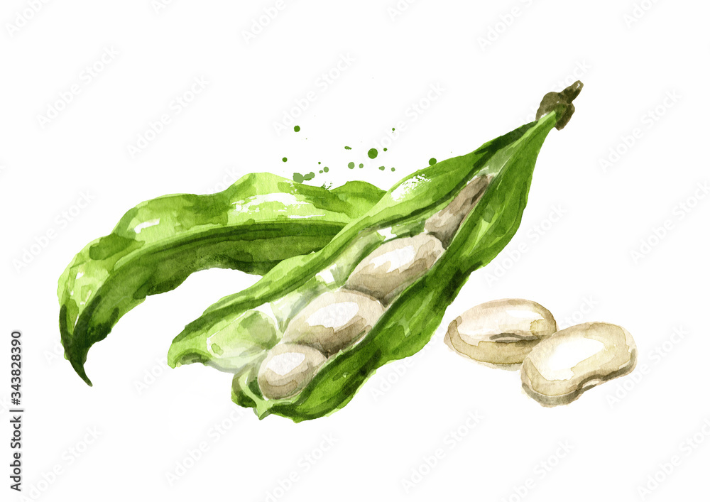 custom made wallpaper toronto digitalOpen White kidney beans pod. Hand drawn watercolor illustration, isolated on white background