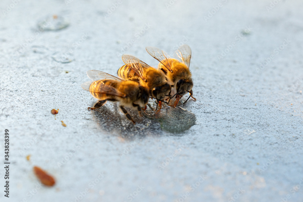 Bienen trinken Nektar - Honigbienen Bienen trinken Nektar - Honigbienen