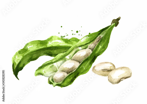Wallpaper Mural Open White kidney beans pod. Hand drawn watercolor illustration, isolated on white background Torontodigital.ca