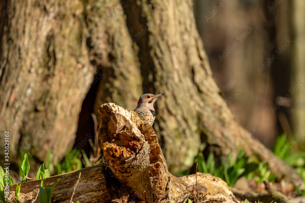 Bird. The northern flicker in spring. Natural scene from state park of Wisconsin. Bird. The northern flicker in spring. Natural scene from state park of Wisconsin.