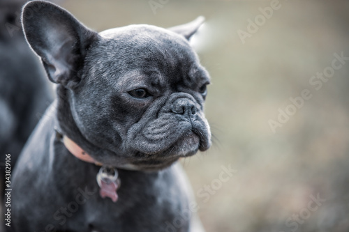 french bulldog puppy © Janos
